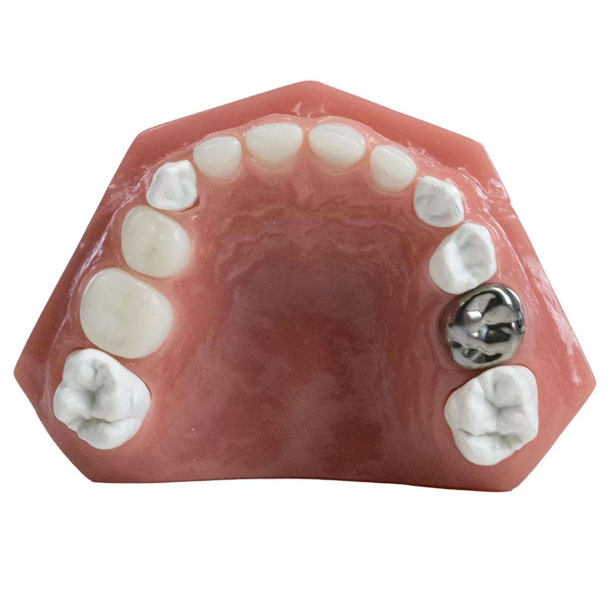 Typodont Sprig Oral Health Technologies, Inc. Store