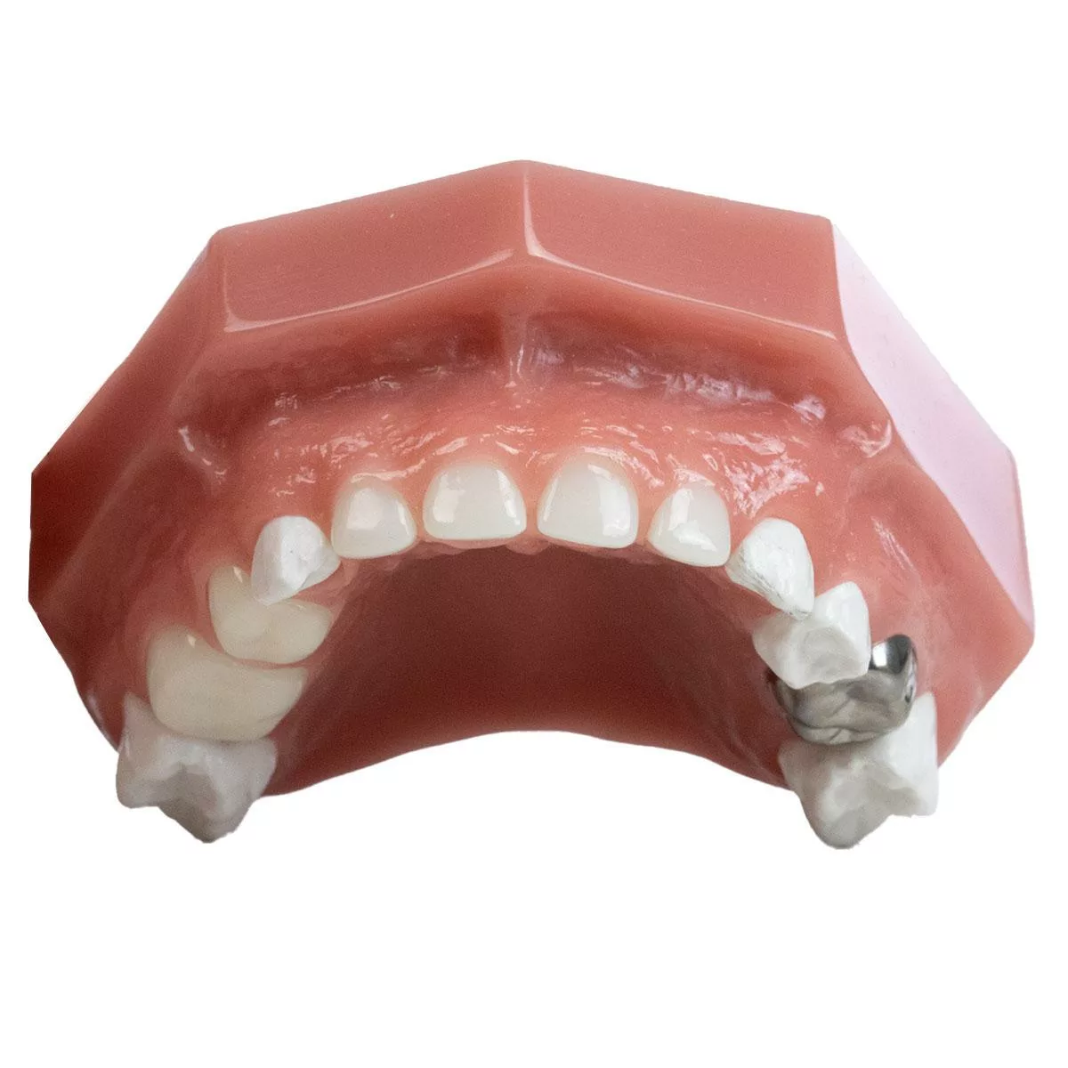 Typodont Sprig Oral Health Technologies, Inc. Store